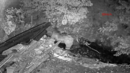 Artvin Ayılar Tatil Köyü'nün Çöplüğünde Besleniyor, Konuklar Seyrediyor