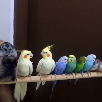 Quand tu tapes l'incruste...