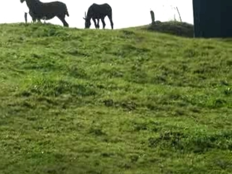 Poulain Mylord carthago