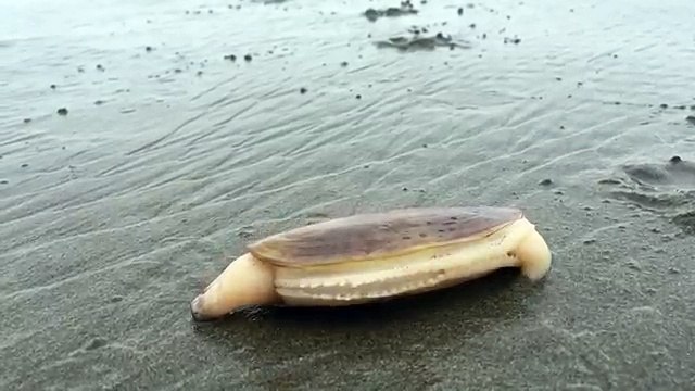 Un siliqua patula s'enfonce dans le sable
