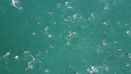 Spectacular Drone Footage Shows Pod of Dolphins Moving Through the Water