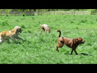 After a Month of Rain, These Dogs Went Crazy for the Sunshine