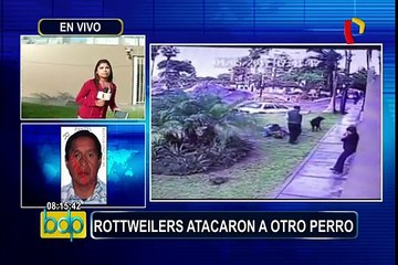 Chorrillos: denuncian que rottweilers ya habían atacado antes a otro perro