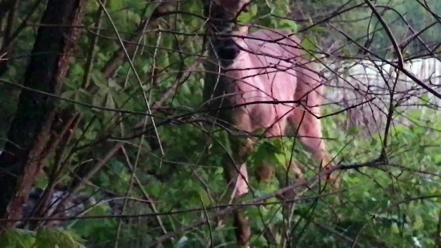 Deer Licks Turkey Hunter's Shotgun Barrel