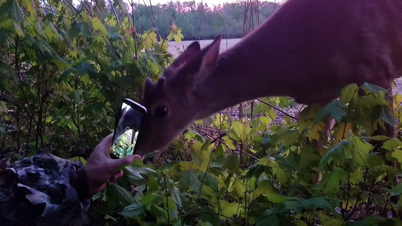 Friendly Bucks