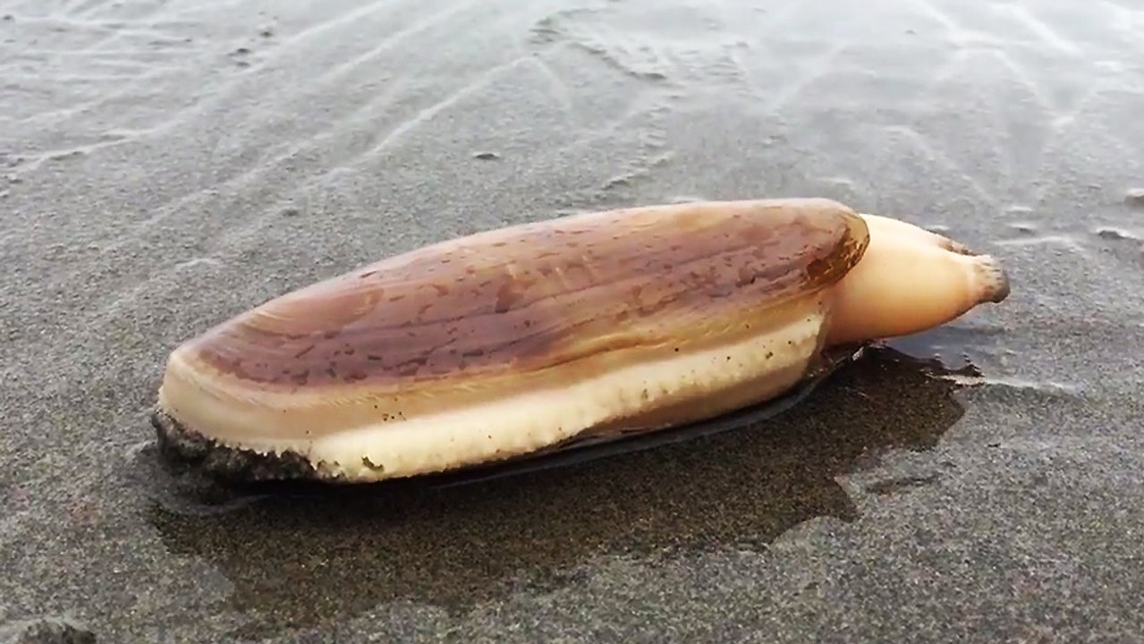Une palourde creuse le sable