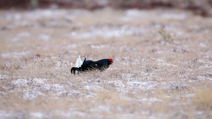 La parade d'un Tétras lyre