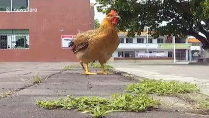 Hen born with three legs in southern China
