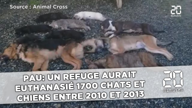 Pau: Un refuge aurait euthanasié 1700 chats et chiens entre 2010 et 2013
