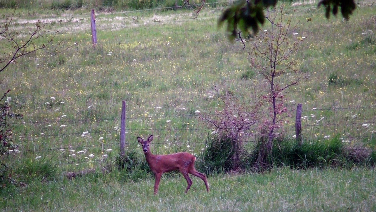 une biche dans mon jardin