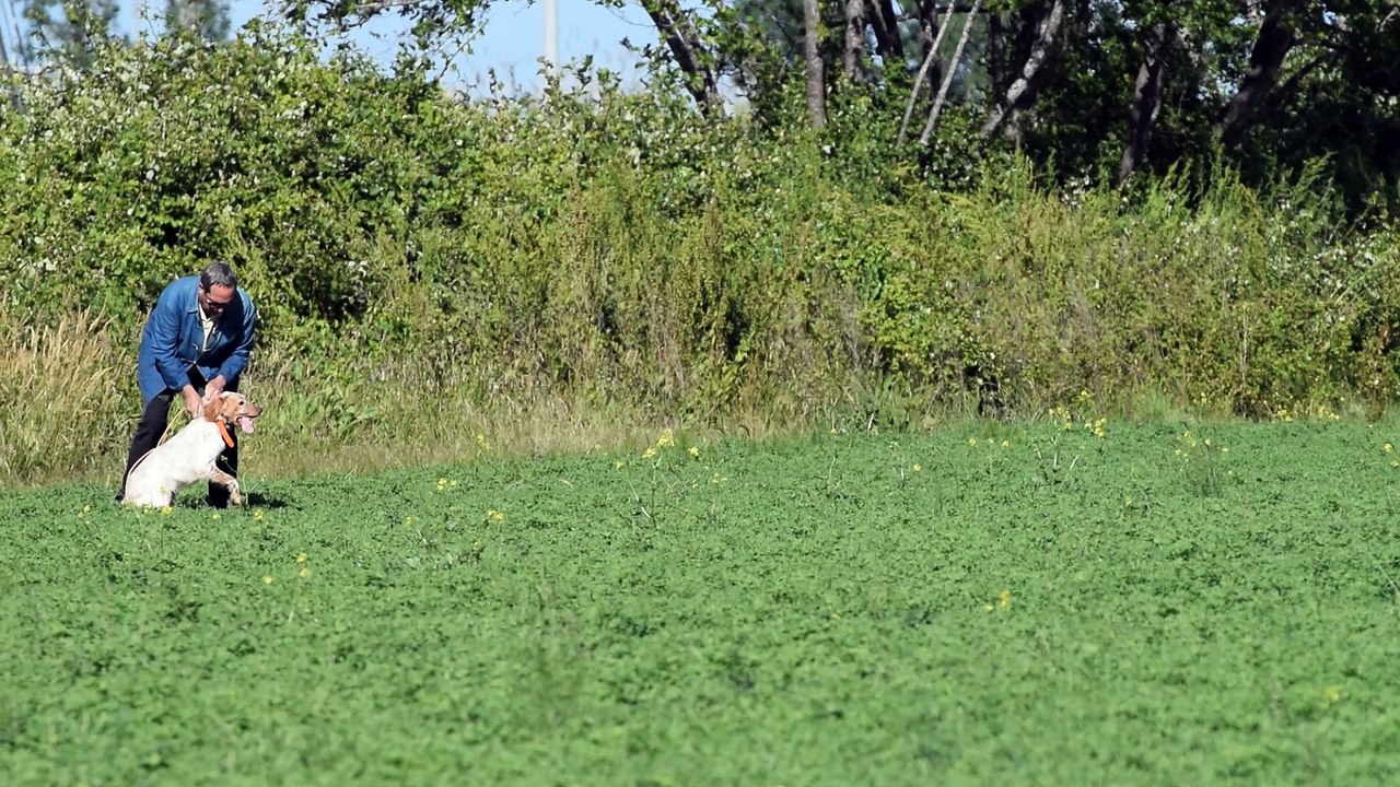 5 - Gaia arret pigeon et magik a patron 7 mai 2017