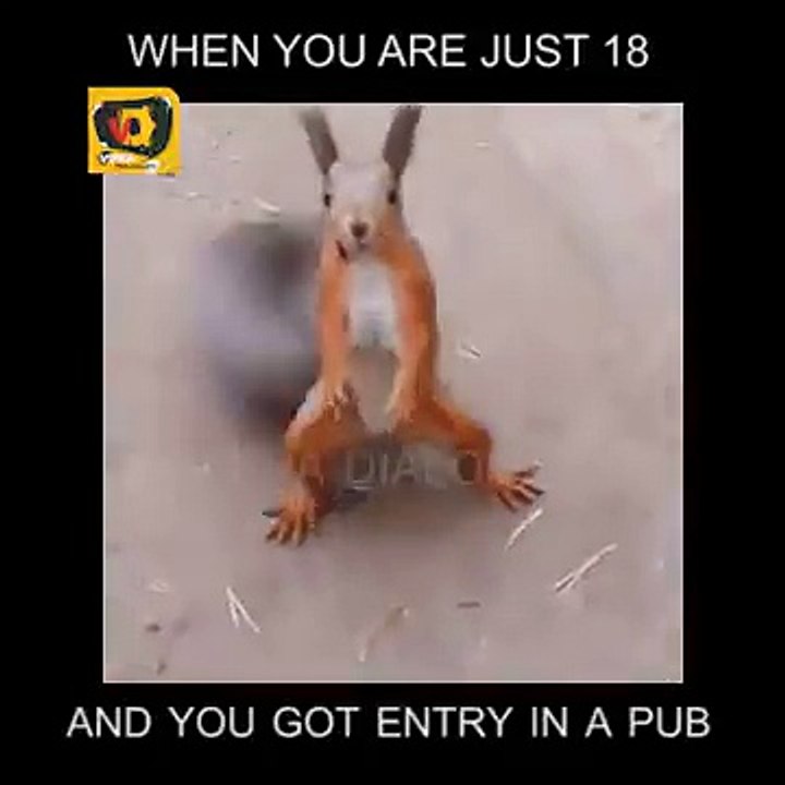 Funny animals