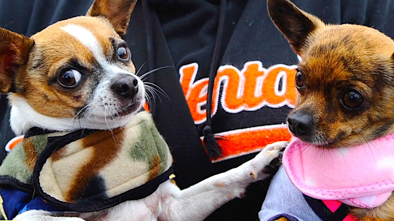 What Your Fav Small Dog Breed Says About You