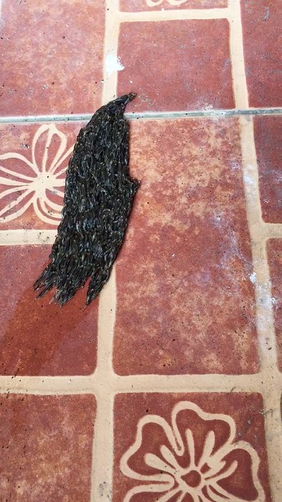 Caterpillar Army