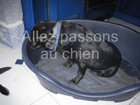 Entre chevaux et chiens