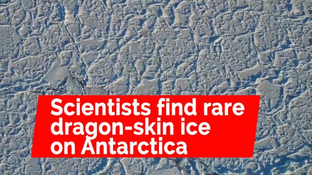 Scientists capture footage of rare 'dragon-skin' ice on Antarctic expedition