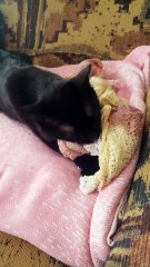 Mutlaka izleyin harika komik  kedi