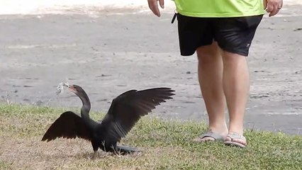 Good Samaritans Save Starving, Tangled Bird