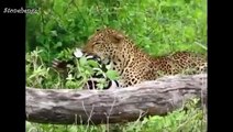 Strong Leopard Climbing Up a Tree with Its Prey - Wild Animals Attack