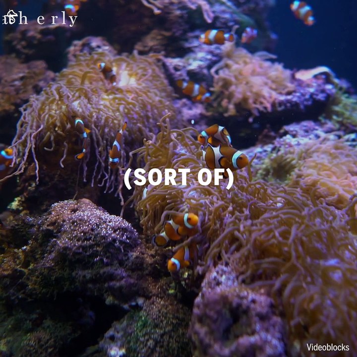 Clown Fish Are Actually Concerned Dads