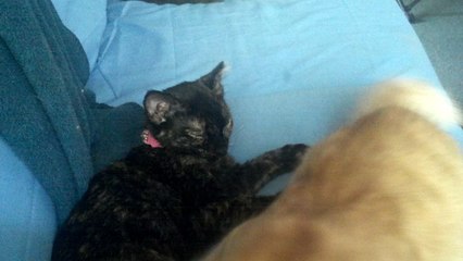 Kitten brother and sisterly love grooming