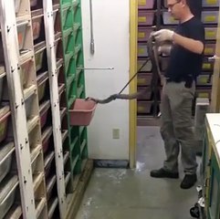 Snake feeding