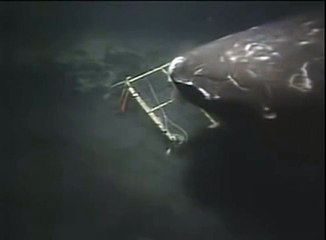 Megalodon sighting caught on Tape