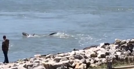 Injured Thresher Shark Spotted in Delaware's Indian River