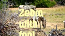 Safari - Zebras with foal-g8KaJIyvWOw