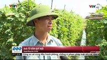 Tin Tức VTV24 - Ngày 18_10_2016_ Doanh Nghiệp Loay Hoay Tìm Đầu Ra Cho Nông Sản Sạch Vì Sao_