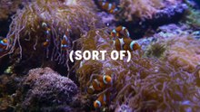 Clown Fish Are Actually Concerned Dads