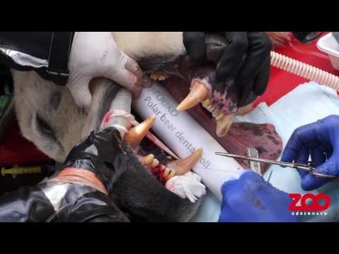 Copenhagen Zoo Polar Bear Goes to the Dentist