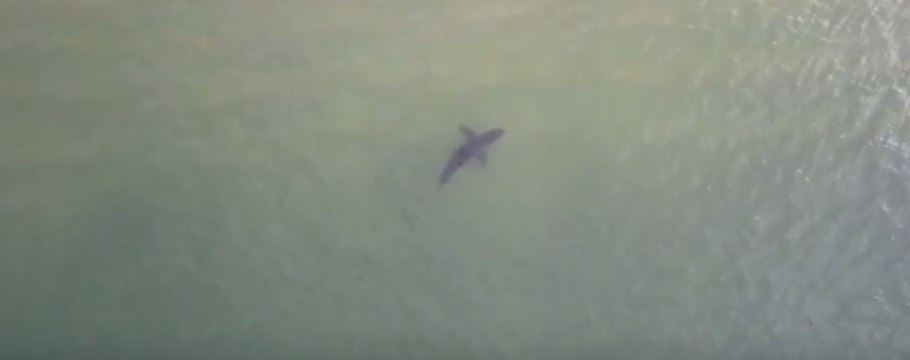 Great White Sharks Spotted Off Long Beach, California
