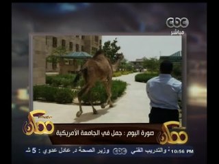 #ممكن | صورة اليوم : جمل في الجامعة الأمريكية