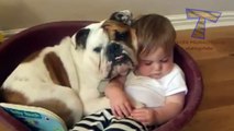 Babies and pets having fun together - Funny and cute baby & animal 3357