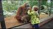 Kids and animals At The Zoo: types of animals Compilation