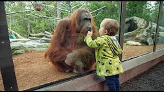 Kids and animals At The Zoo: types of animals Compilation