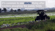 Why storks fly after tractors
