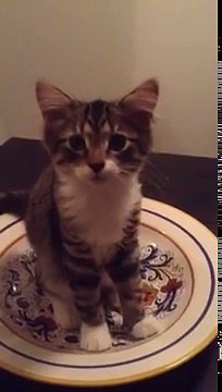 Elle demande à son chat Qu'est-ce que tu fais ? , et lorsqu'il lève la tête. Oh mon dieu, écoutez bien cette réponse !