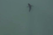 Great White Sharks Spotted Near Southern California Beaches
