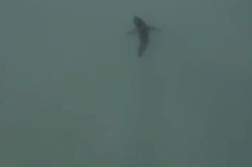 Télécharger la video: Great White Sharks Spotted Near Southern California Beaches