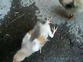 Chicken With 4 Legs - Wonders of Nature.