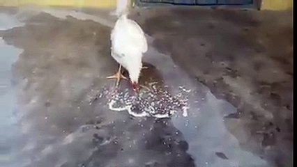 Chicken Can Write - Can you believe.