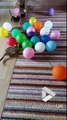 Ce chat bengal adore jouer avec ses ballons... Trop mignon
