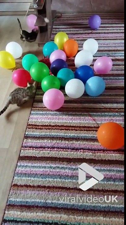 Ce chat bengal adore jouer avec ses ballons... Trop mignon