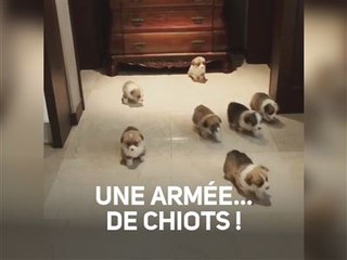 Mignons ou terrifiants ? À vous de juger !