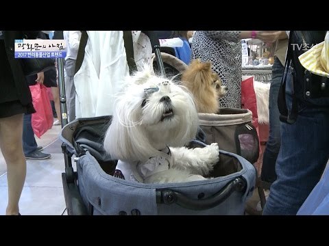 유기견을 방지하자! 2017 반려동물산업 트렌드 [광화문의 아침] 478회 20170511