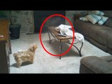 5 Creepy Times Pets Were Seeing Things Their Owners Couldn’t!