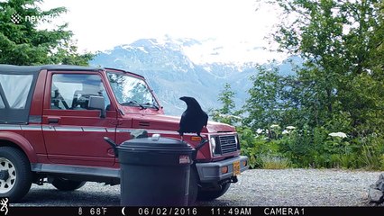 Clever raven figures out how to open bin to feed