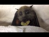 Cute Bat Stuffs Herself With Grapes